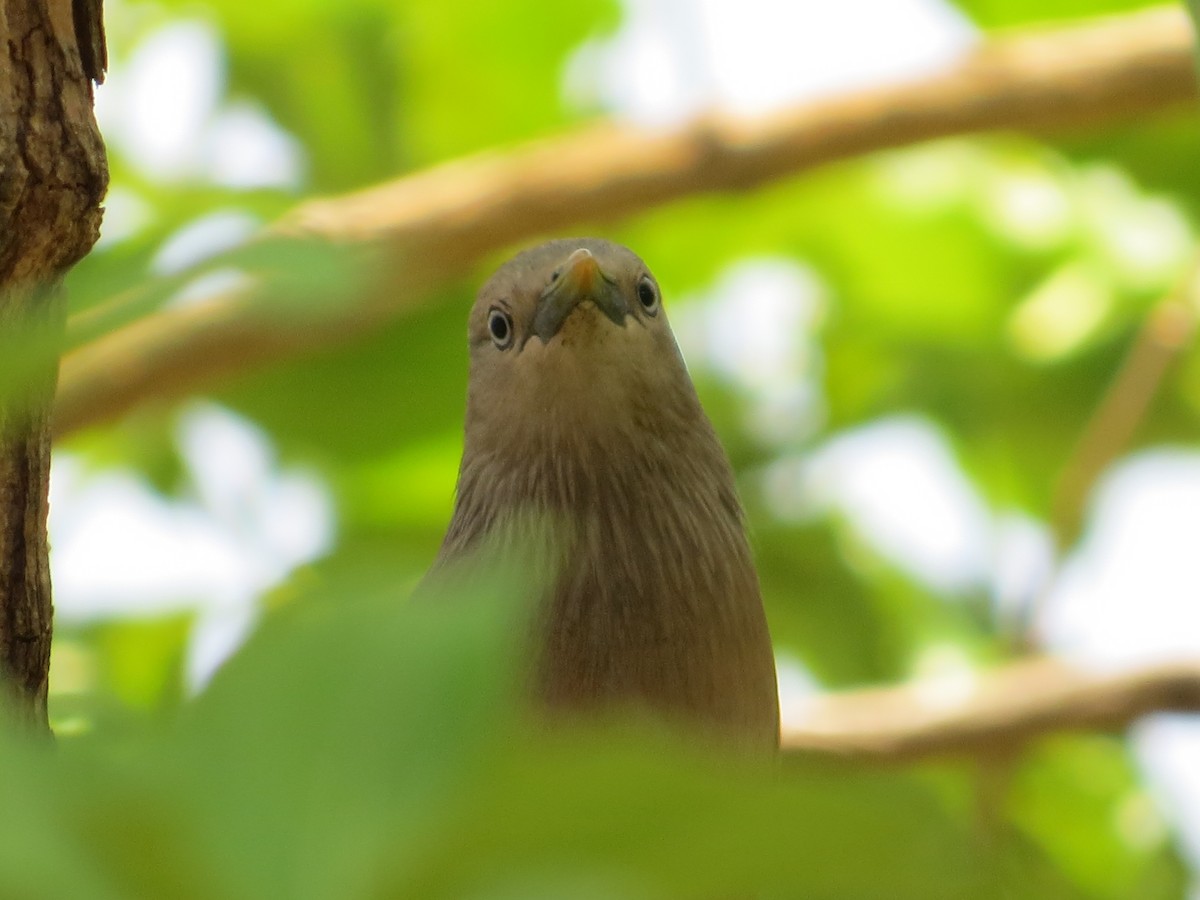 Chestnut-tailed Starling - ML230029561