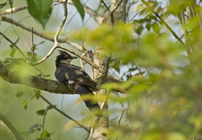 Pied Cuckoo - Binu Balakrishnan