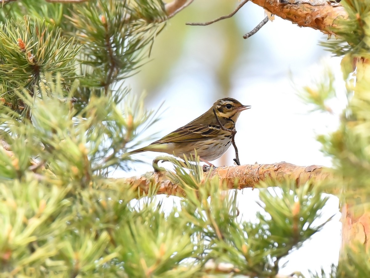 Olive-backed Pipit - ML230031871