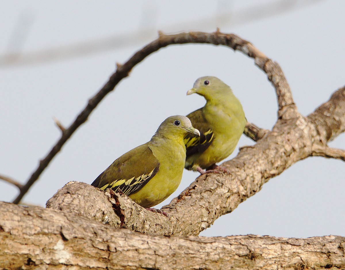 Gray-fronted Green-Pigeon - ML230033131