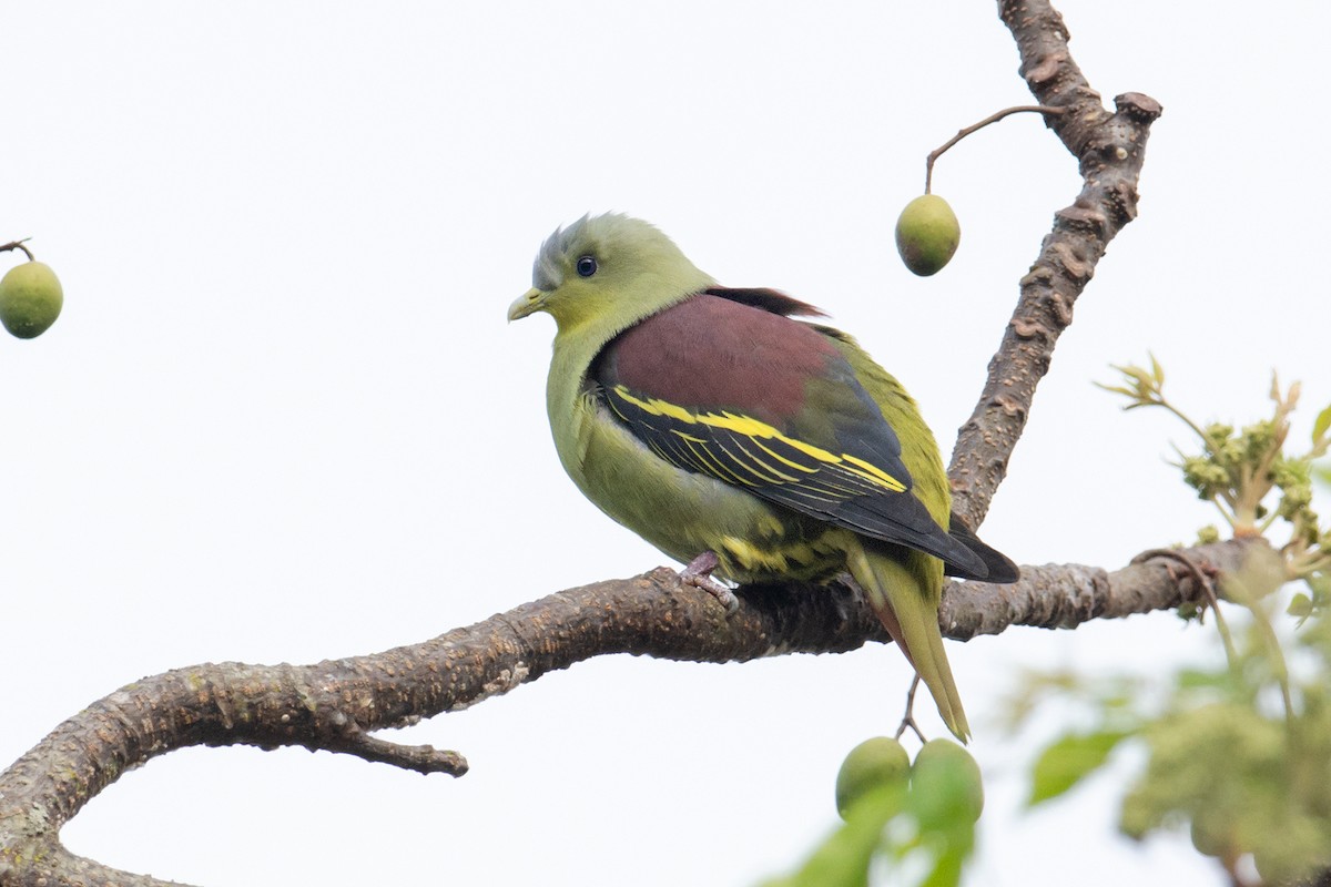 Gray-fronted Green-Pigeon - ML230038061