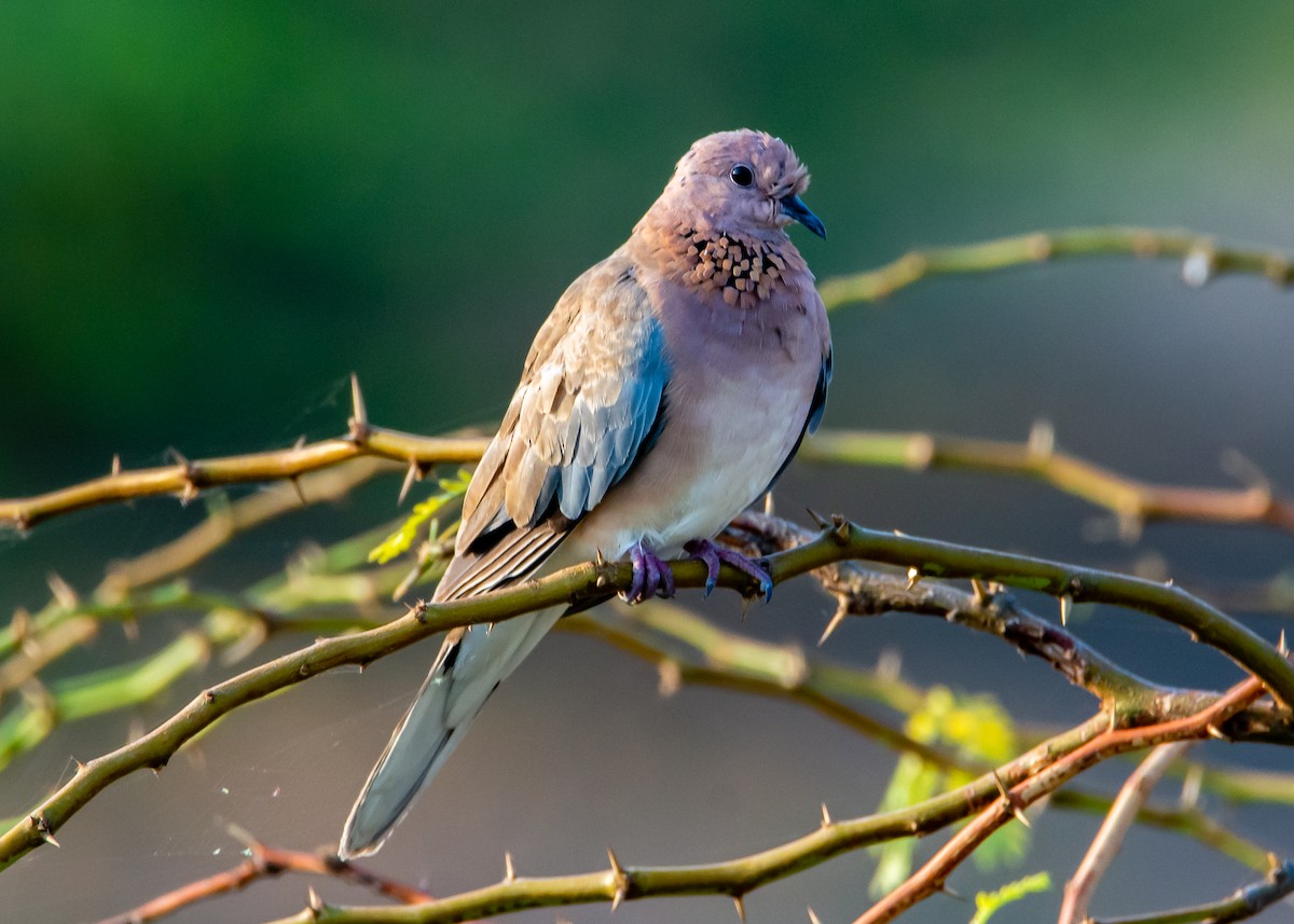 Laughing Dove - ML230040971