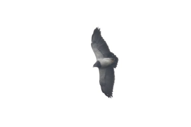 Black-chested Buzzard-Eagle - ML23005111