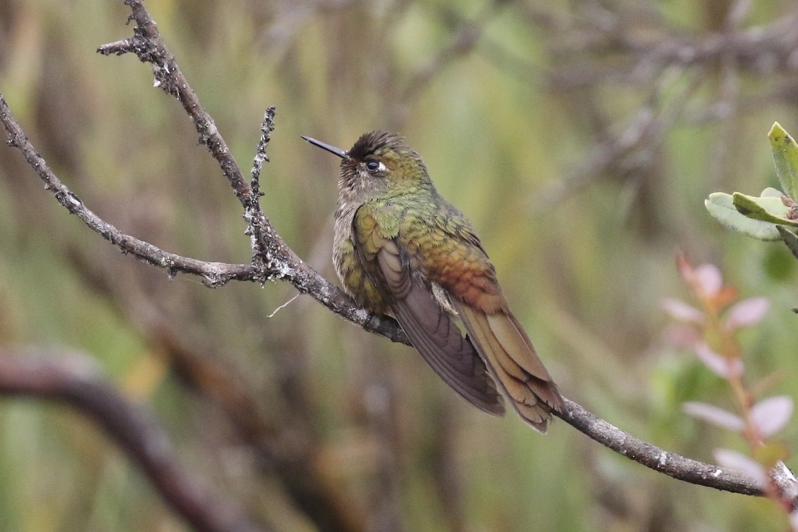 kolibřík hnědobrvý - ML23005501