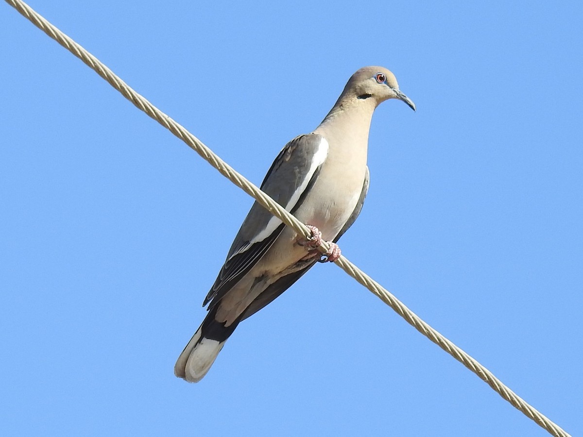 White-winged Dove - ML230059001