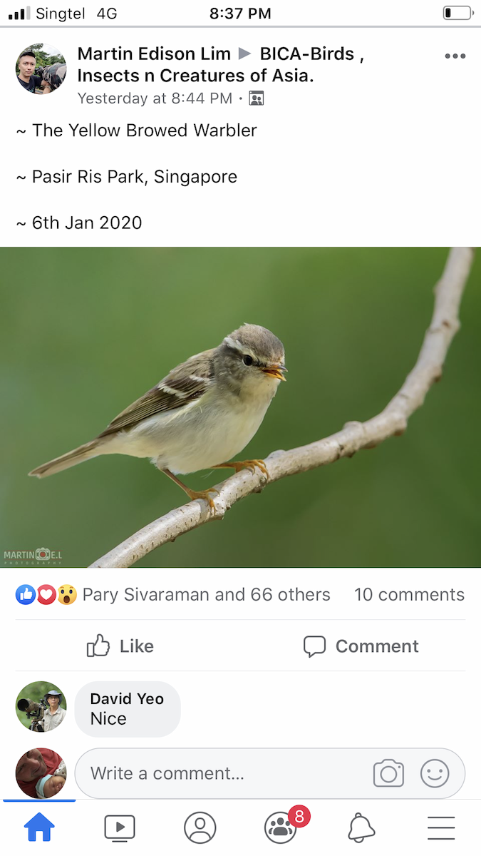 Yellow-browed Warbler - Singapore Social Media