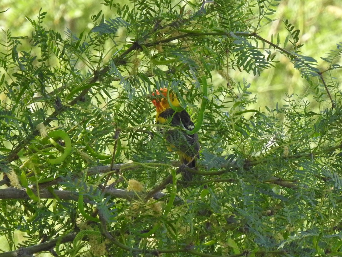 Western Tanager - ML230060131