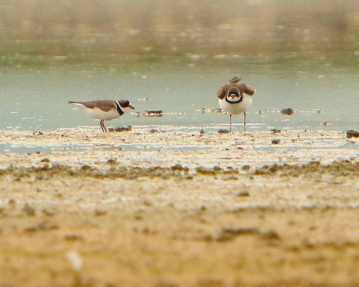 Semipalmated Plover - ML230060391