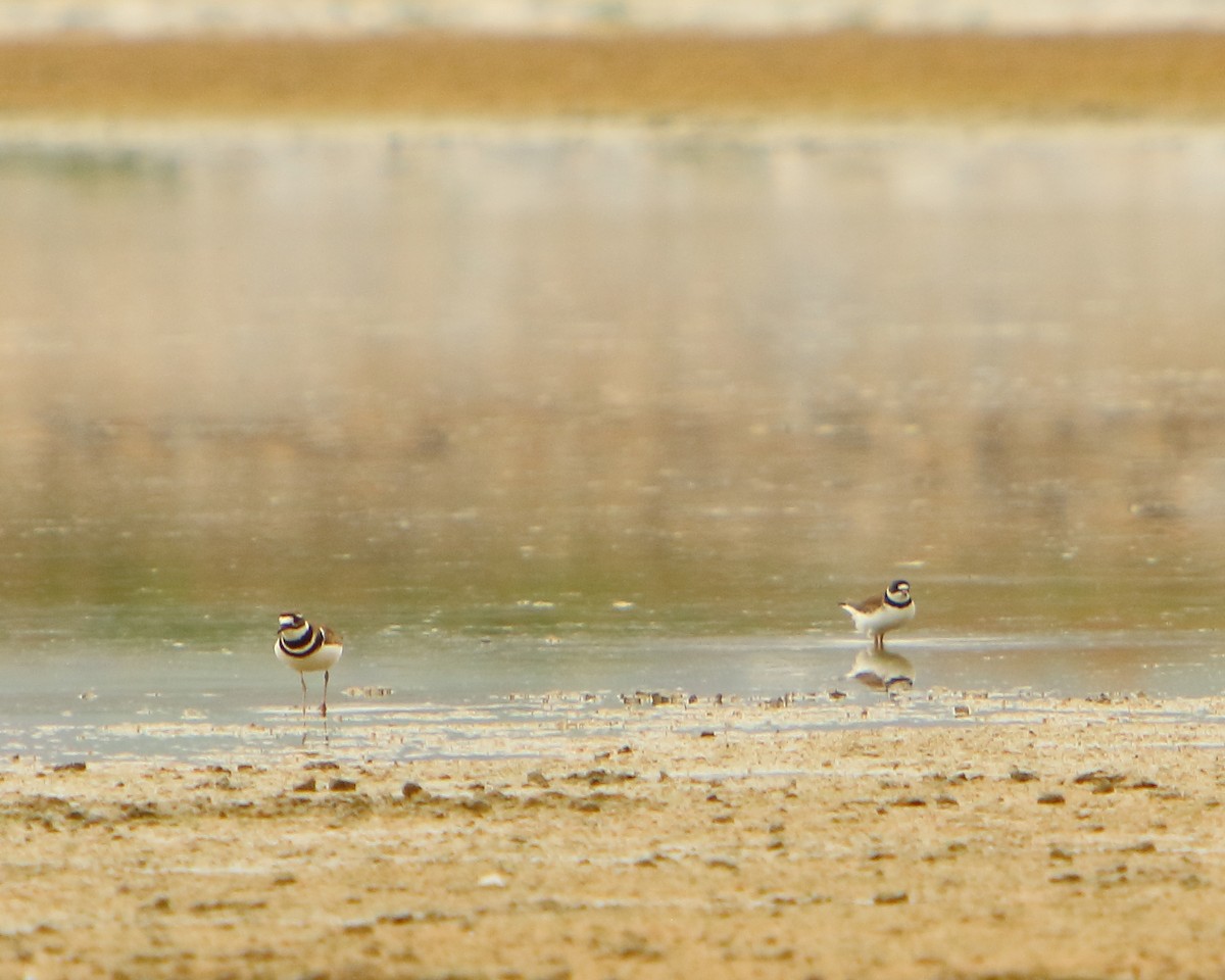 Semipalmated Plover - ML230060561