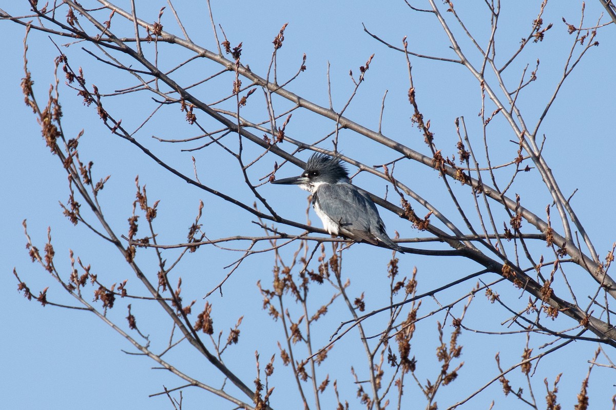 Belted Kingfisher - ML230060611