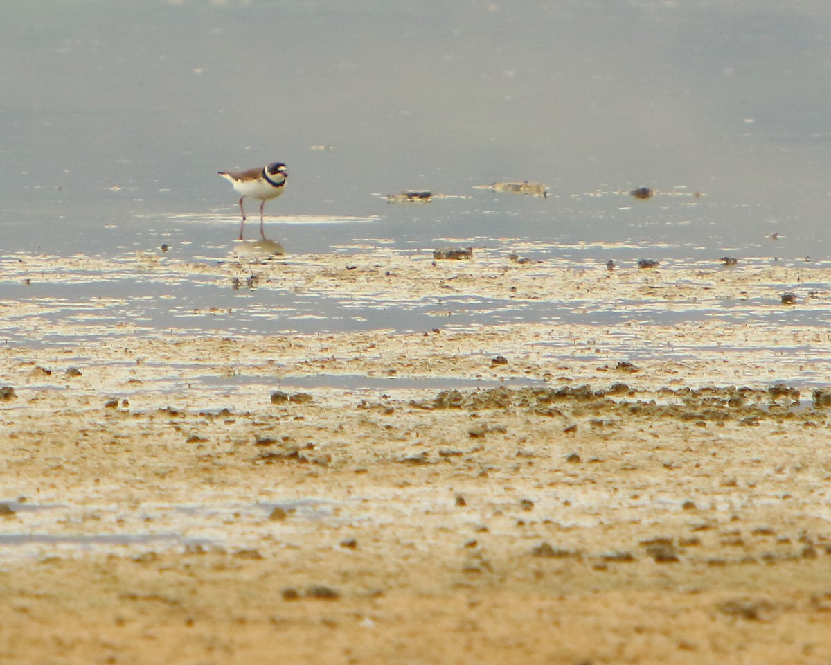 Semipalmated Plover - ML230060661