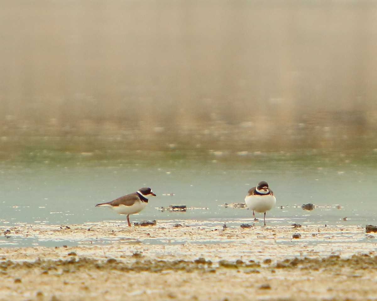 Semipalmated Plover - ML230060701