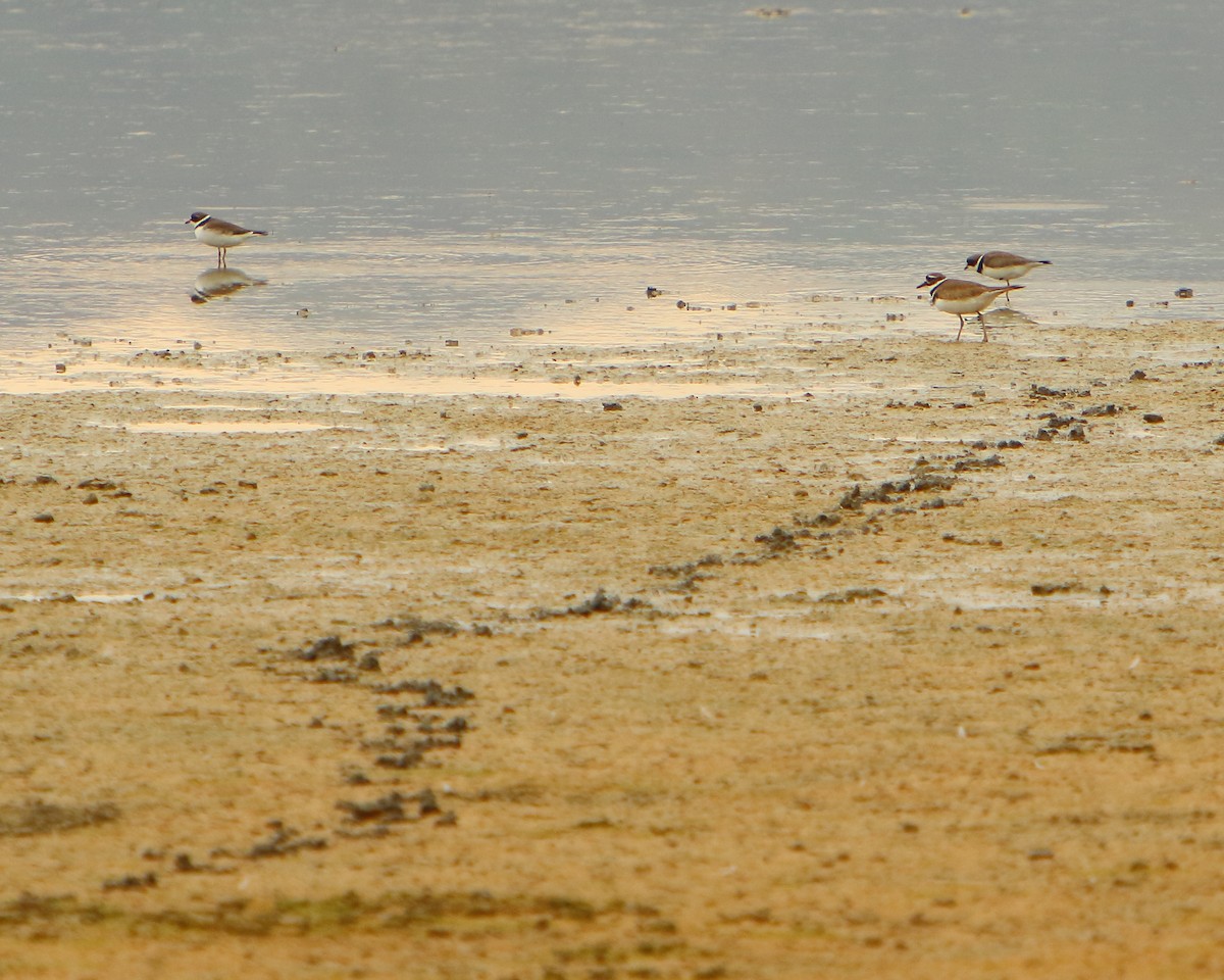 Semipalmated Plover - ML230060891