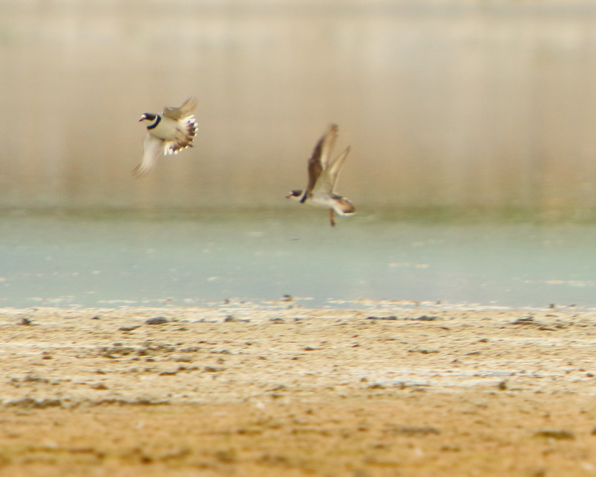 Semipalmated Plover - ML230060981
