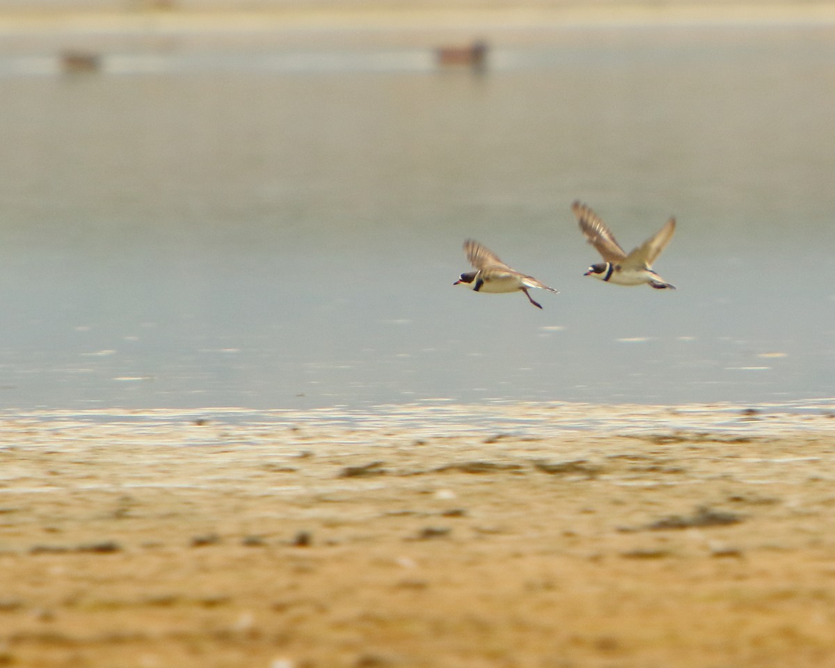 Semipalmated Plover - ML230061131