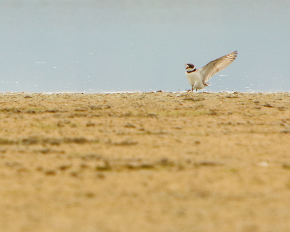 Semipalmated Plover - ML230061141