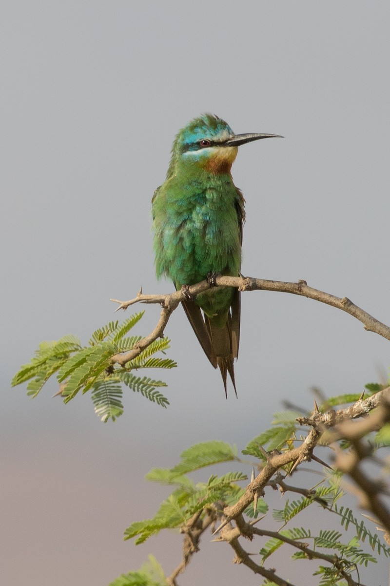 Blue-cheeked Bee-eater - ML230065081