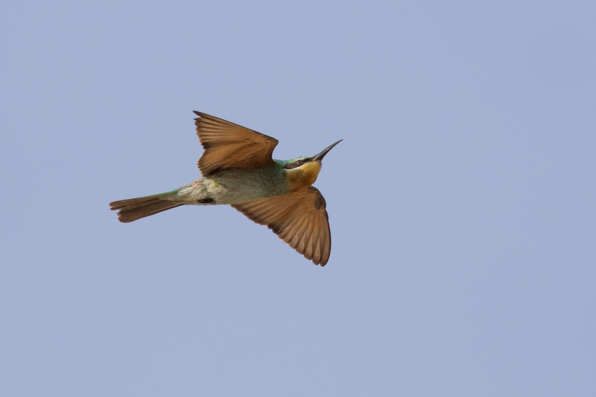 Blue-cheeked Bee-eater - ML230065171