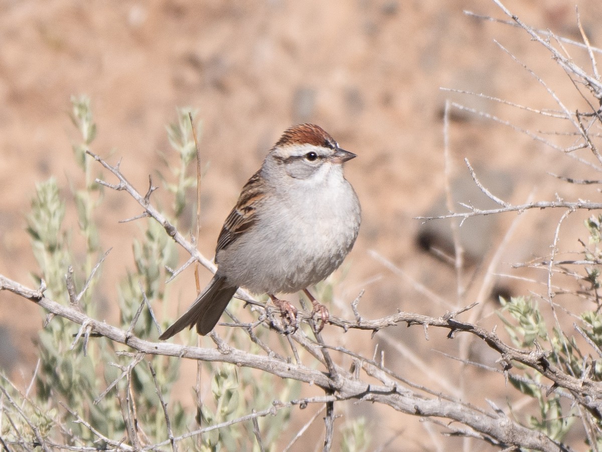 Chipping Sparrow - ML230068361
