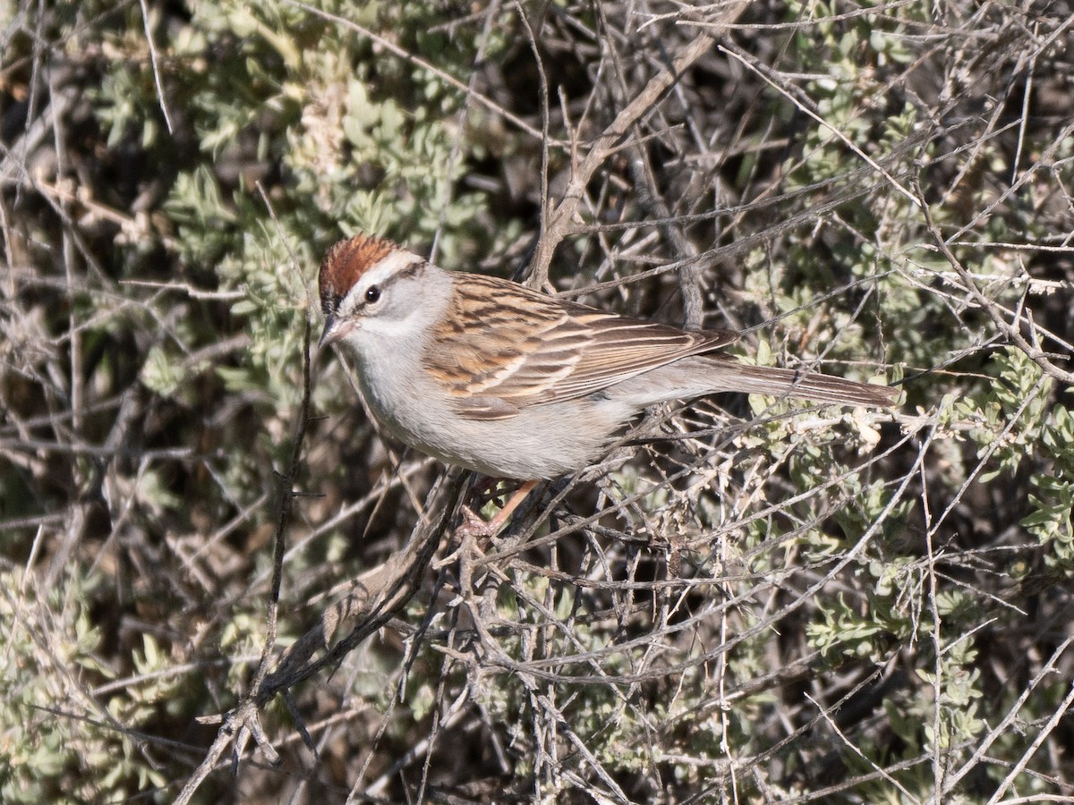 Chipping Sparrow - ML230068461
