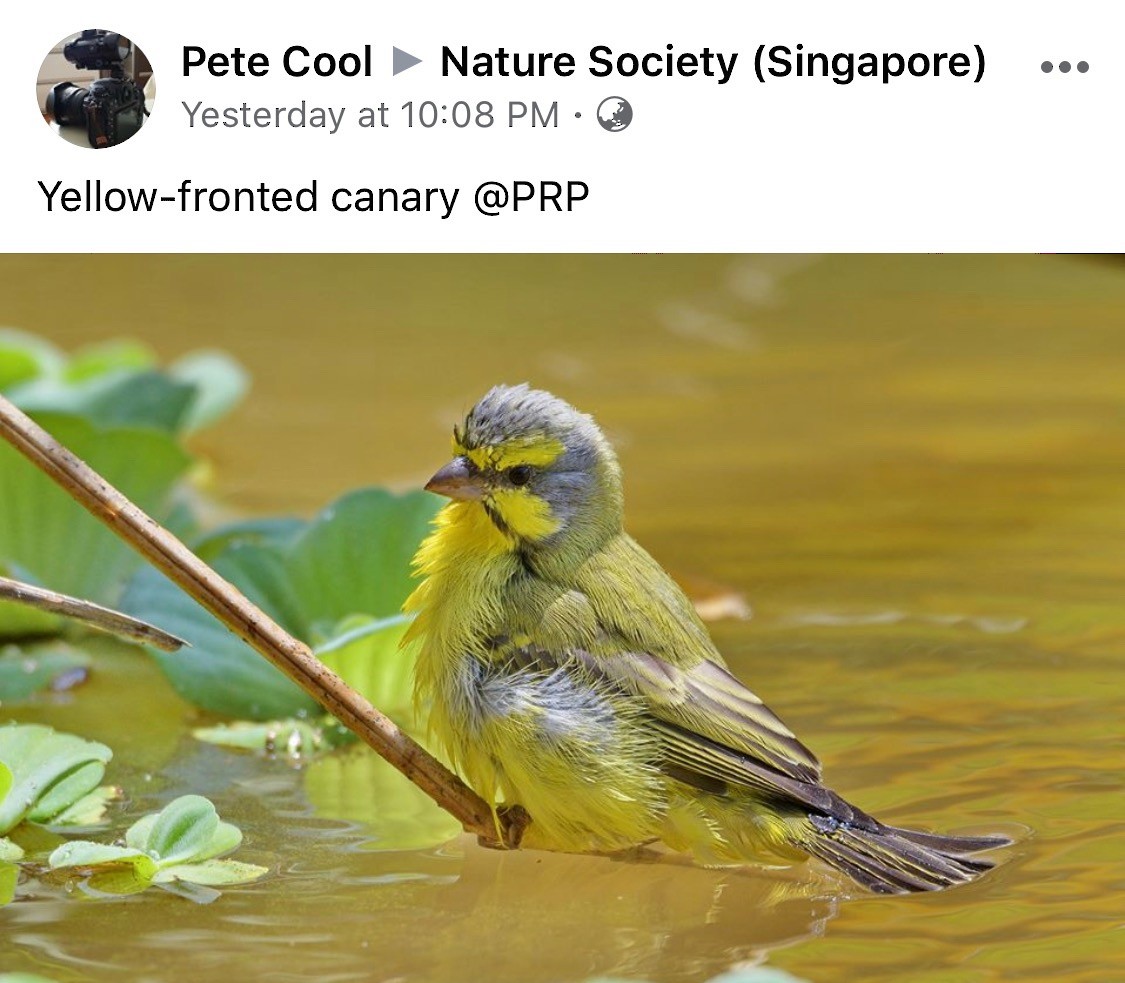 Yellow-fronted Canary - Singapore Social Media