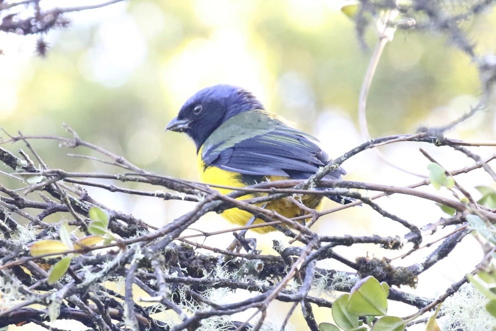 Black-chested Mountain Tanager - ML23006871