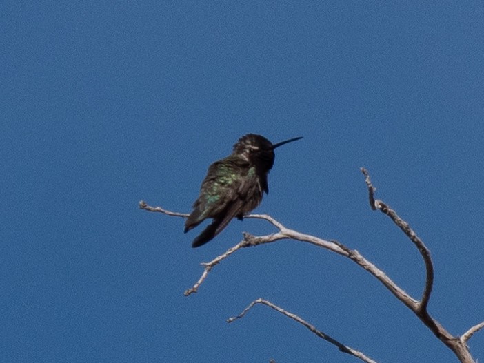 Costa's Hummingbird - ML230069861