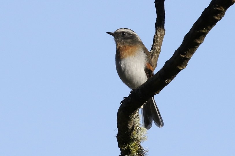 Rufous-breasted Chat-Tyrant - ML23007041