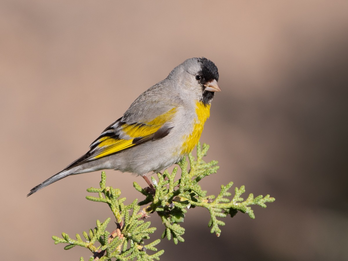 Lawrence's Goldfinch - ML230072131