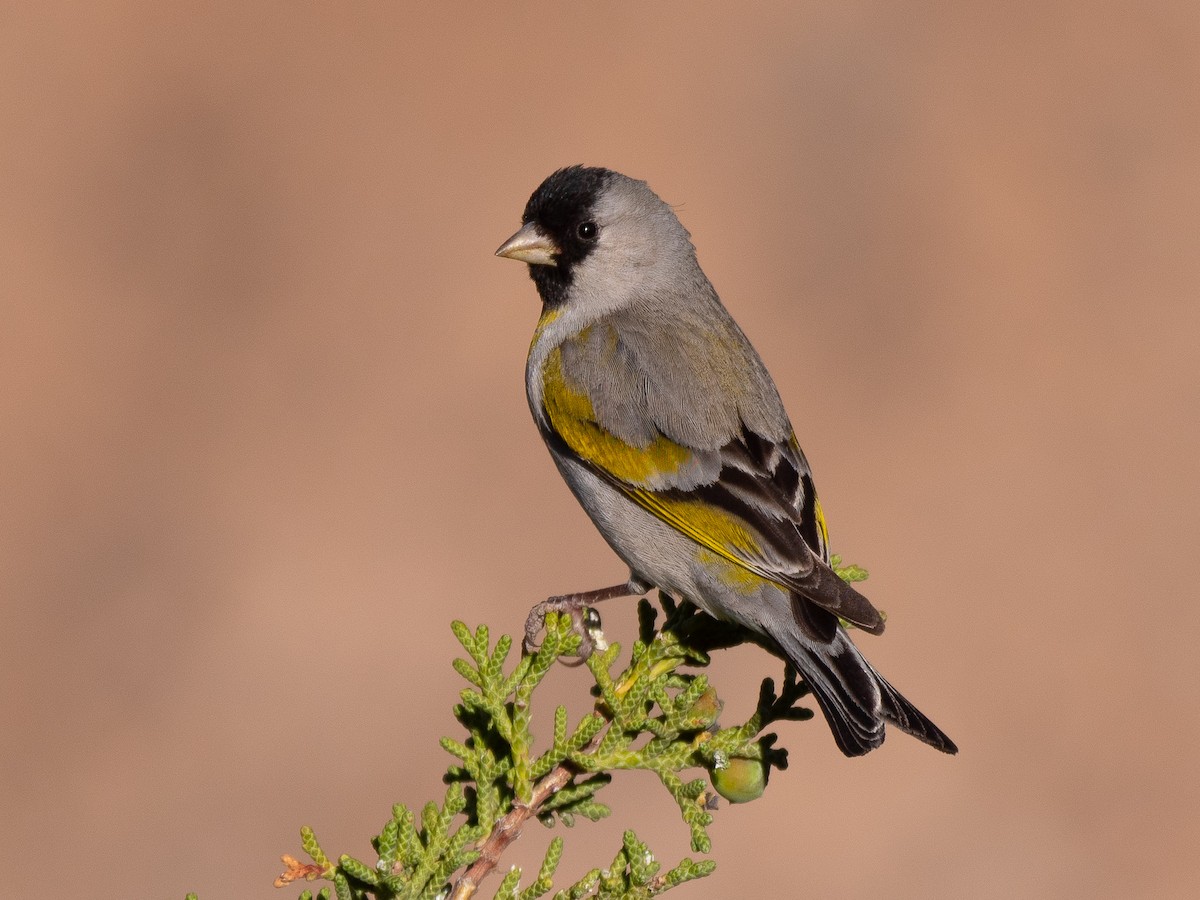 Lawrence's Goldfinch - ML230072141