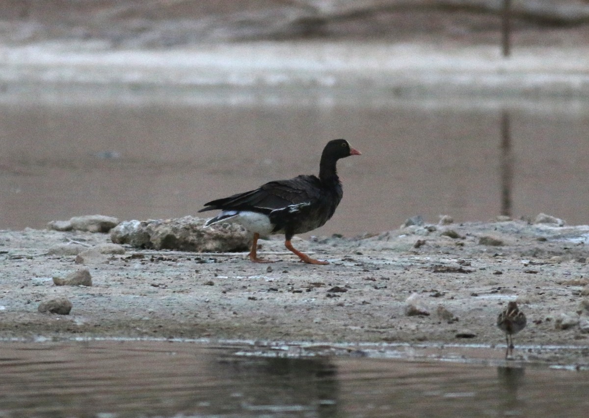 Lesser White-fronted Goose - ML230073401