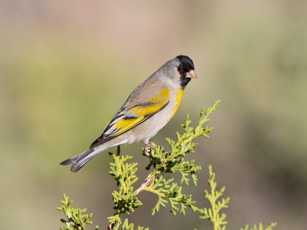 Lawrence's Goldfinch - ML230073441
