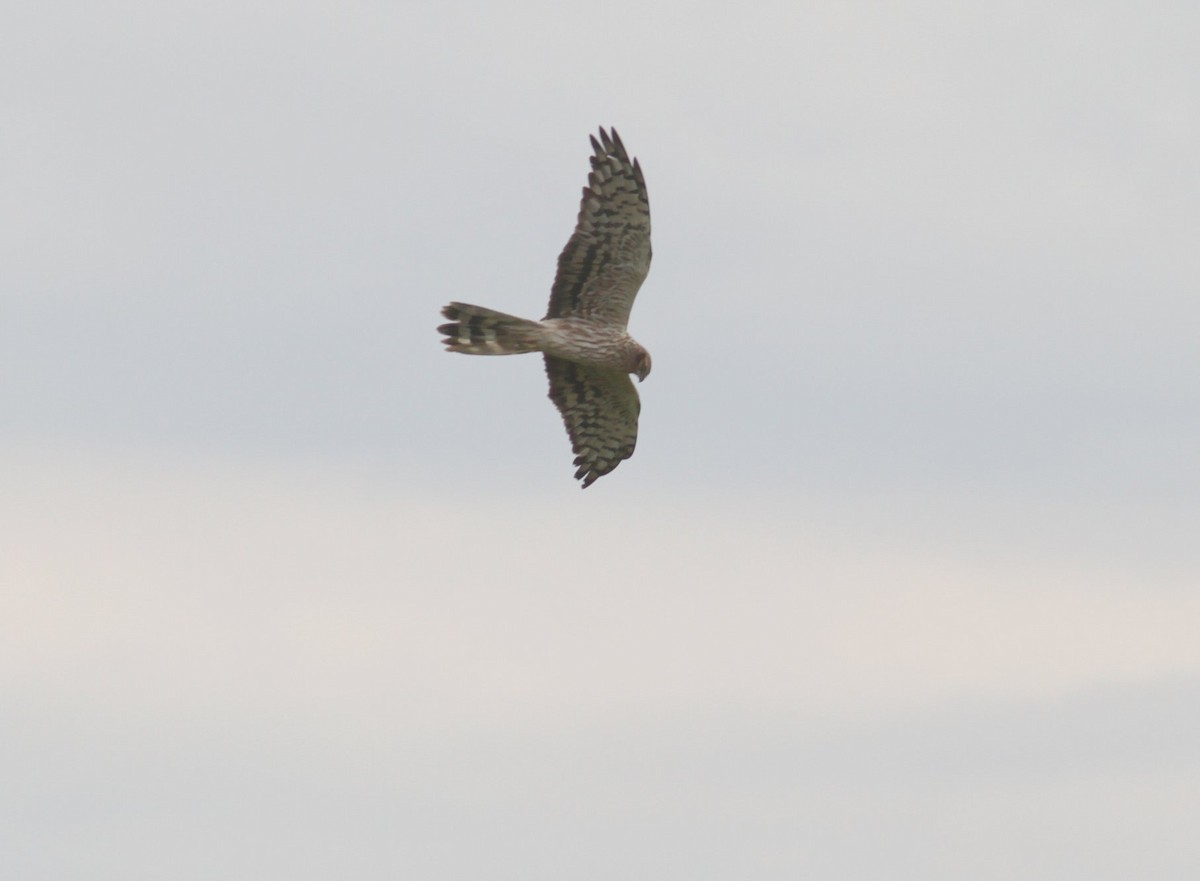 Montagu's Harrier - Group account  for eBirding in Serbia