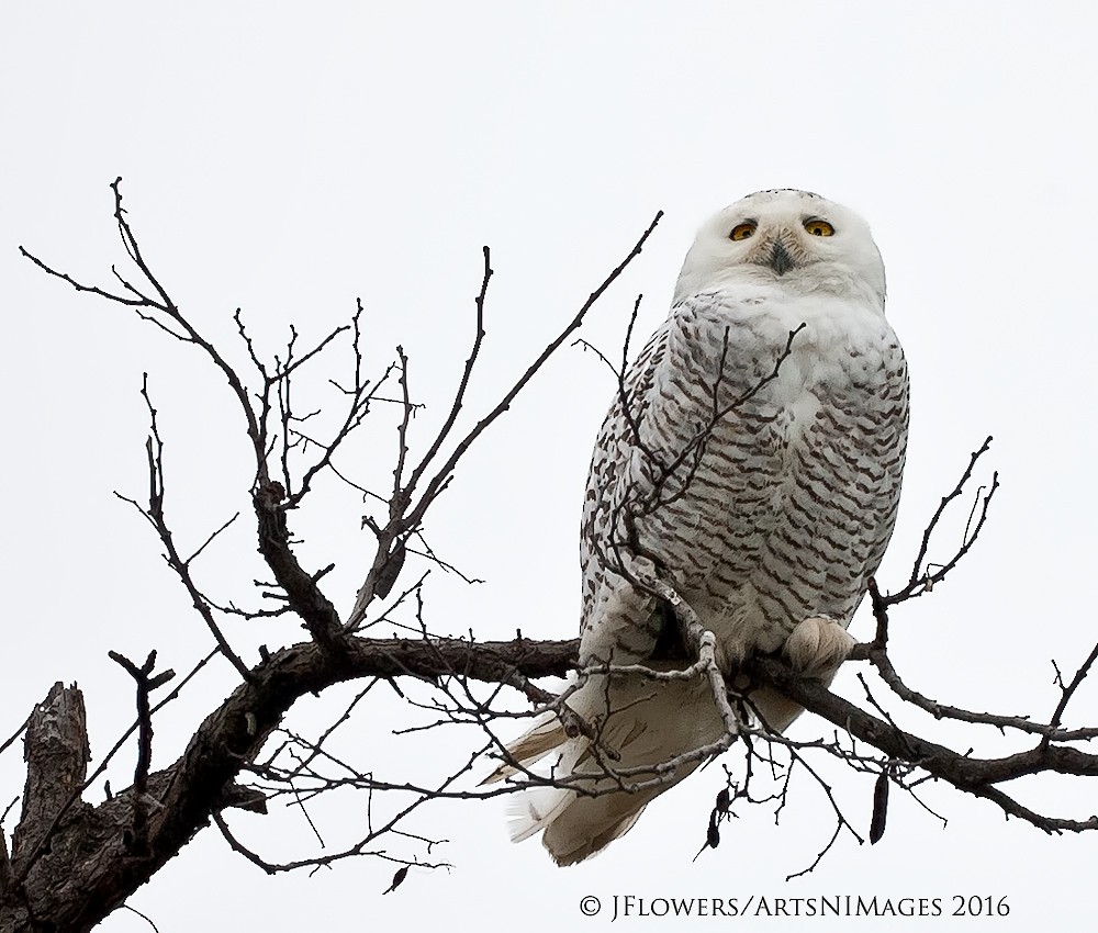 Snowy Owl - ML23007681