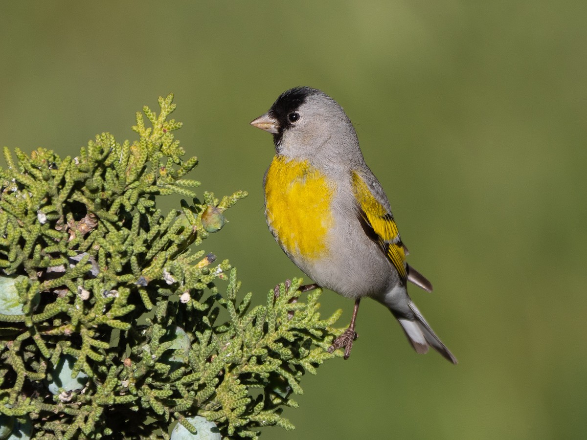Lawrence's Goldfinch - ML230079711