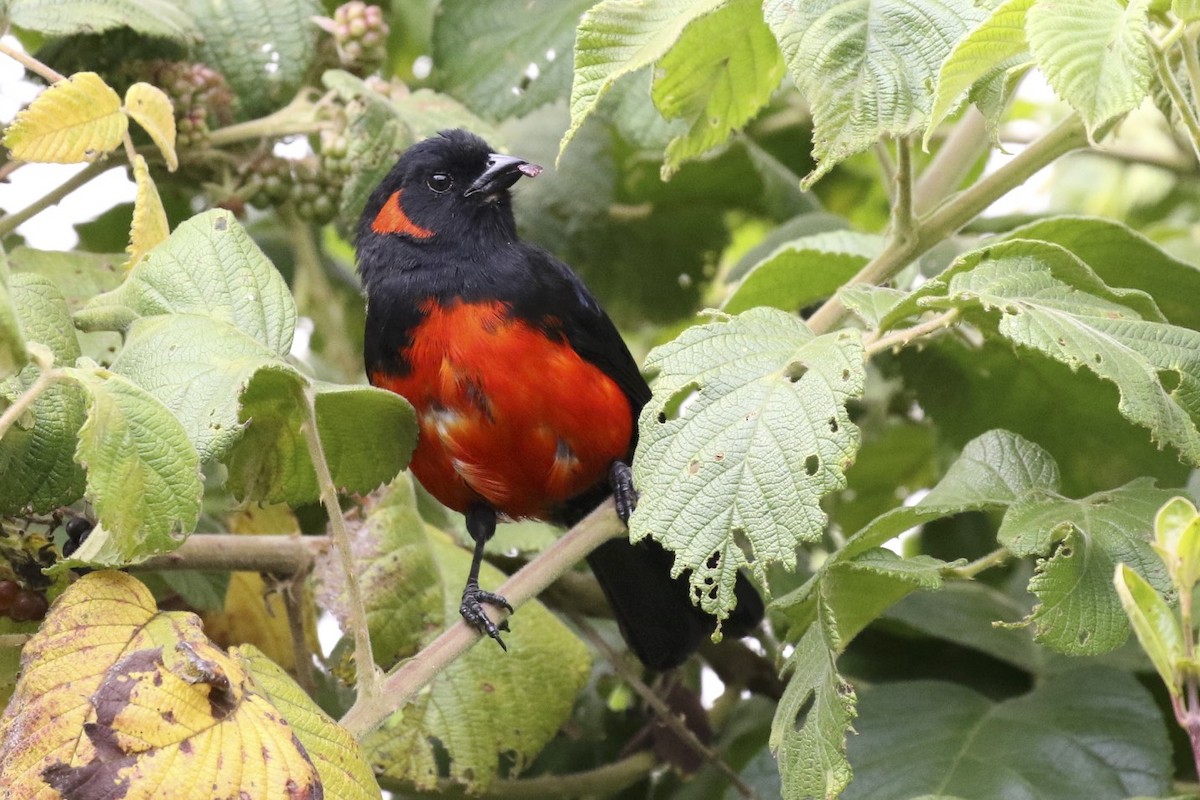 Scarlet-bellied Mountain Tanager - ML23008151