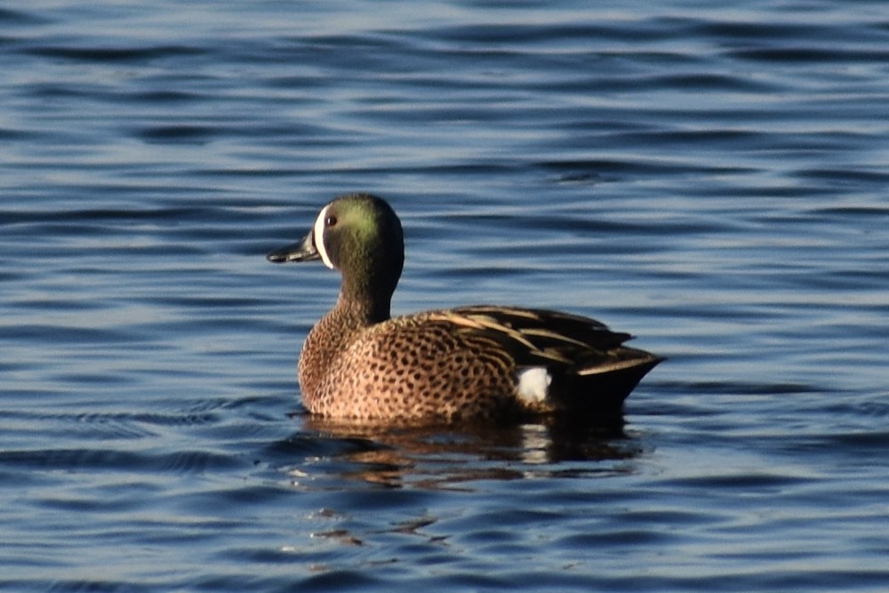 Blue-winged Teal - ML230091271