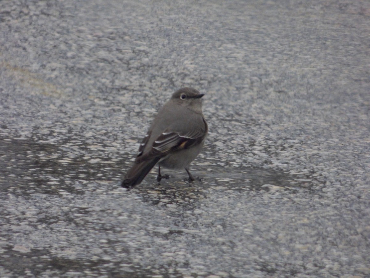 Townsend's Solitaire - ML23009201