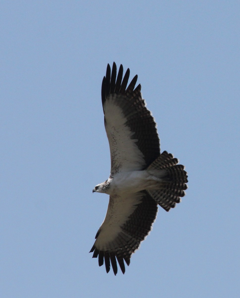Martial Eagle - simon walkley