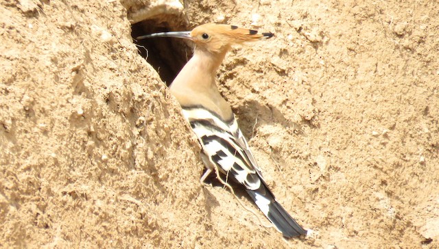 Bird at Nest Site. - Eurasian Hoopoe (Eurasian) - 