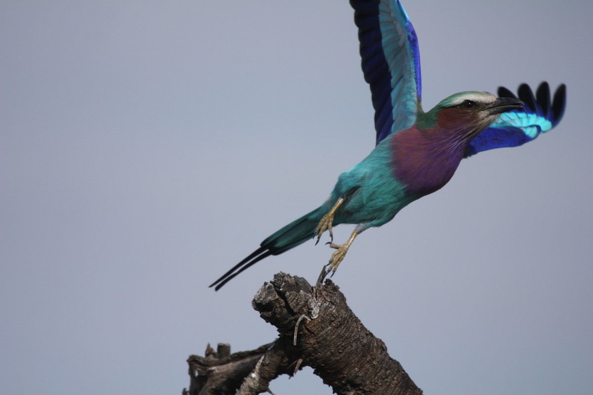 Lilac-breasted Roller - ML230098861