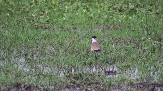 Spur-winged Lapwing - ML230101631