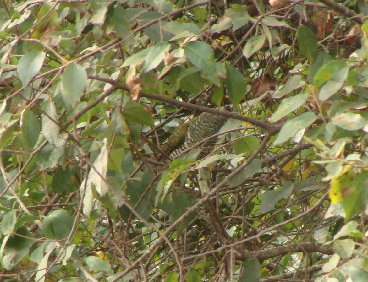 African Emerald Cuckoo - Jason Anderson