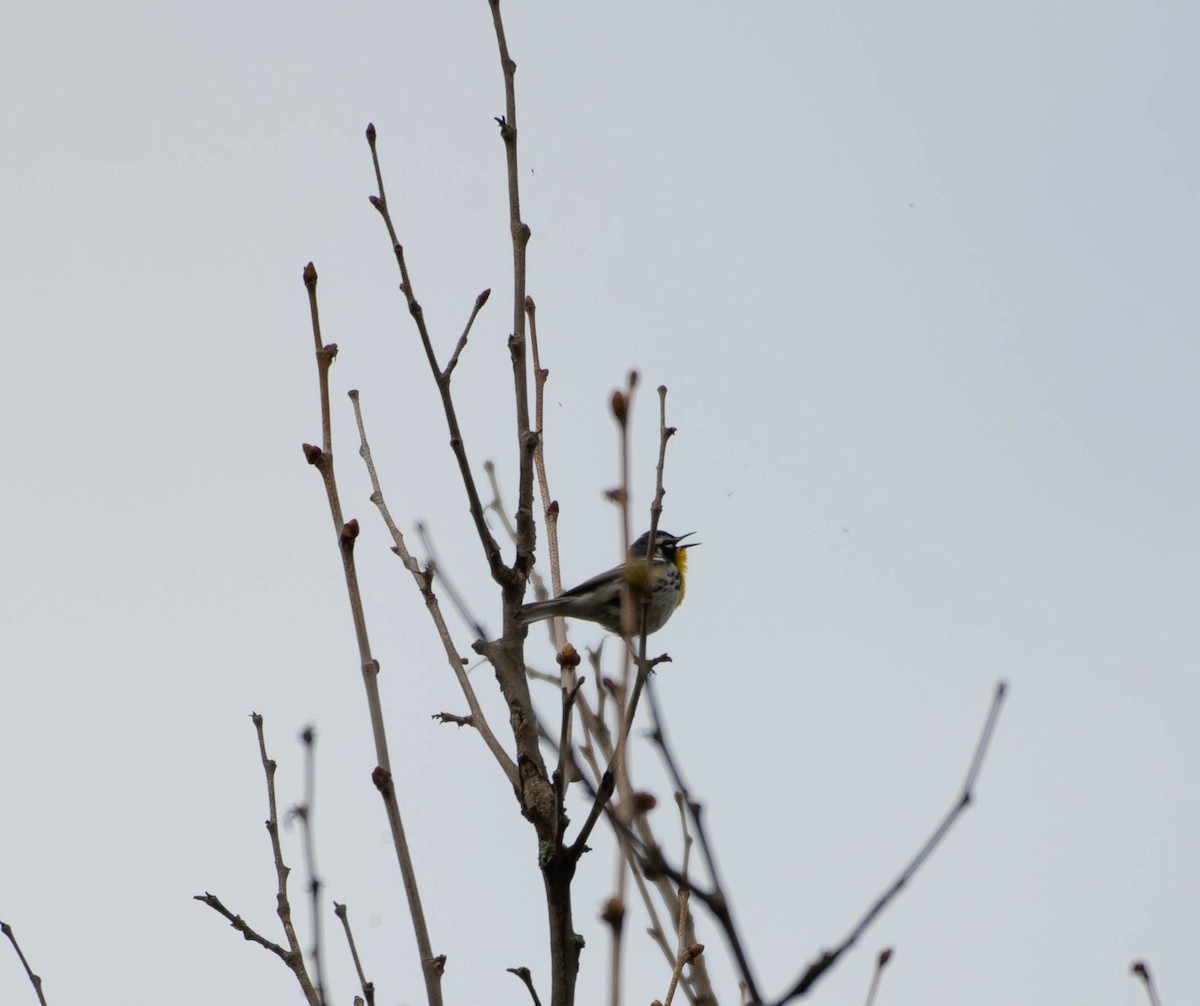 Yellow-throated Warbler - ML230119561
