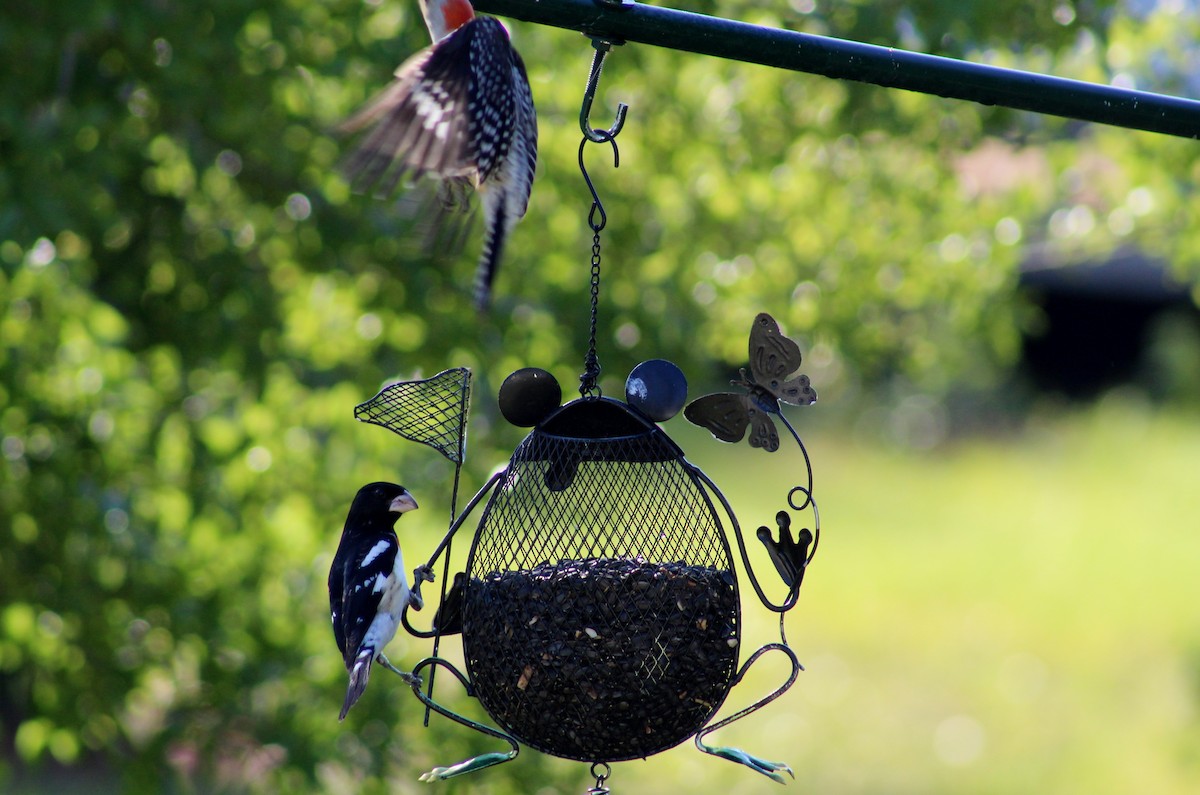 Red-bellied Woodpecker - ML230120131