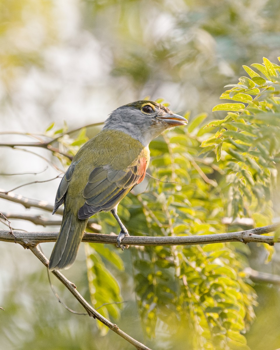 Green-backed Becard - ML230120641