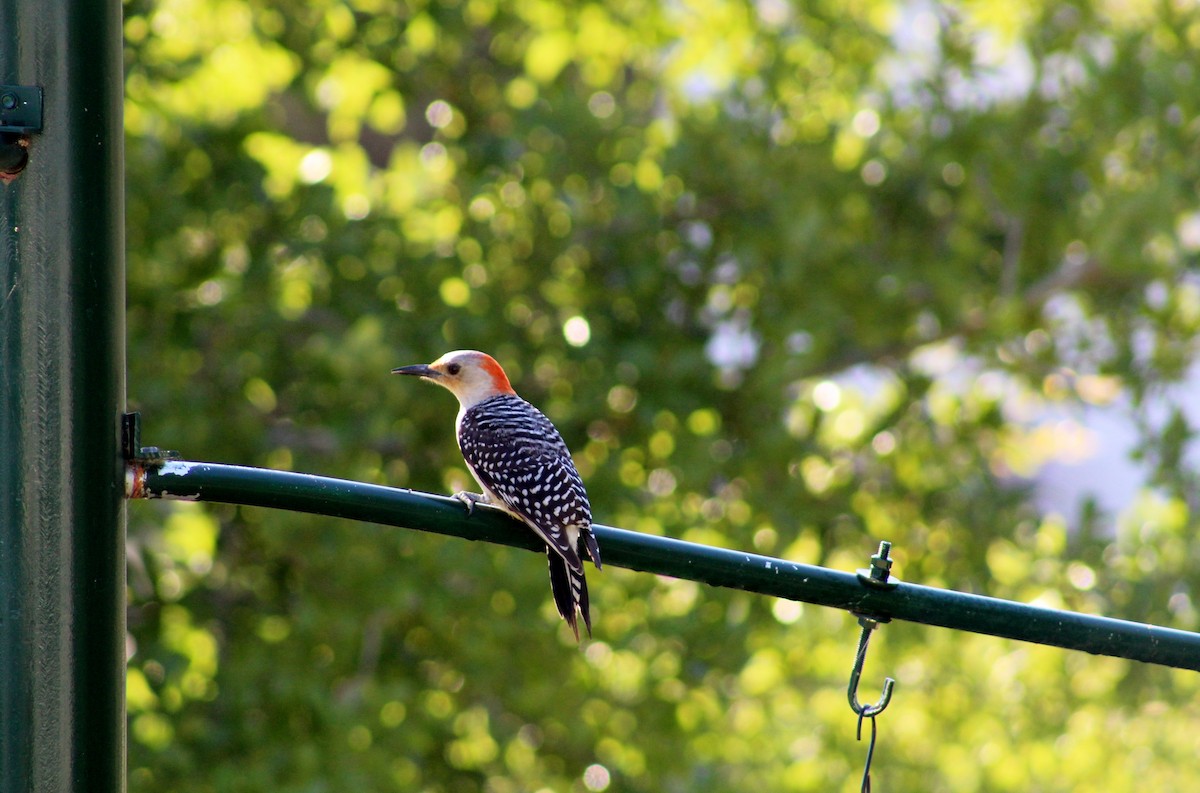 Red-bellied Woodpecker - ML230121291