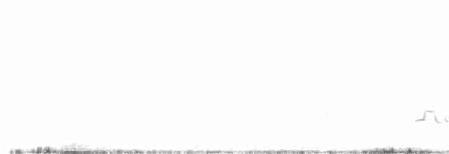Карнатка польова - ML230121811