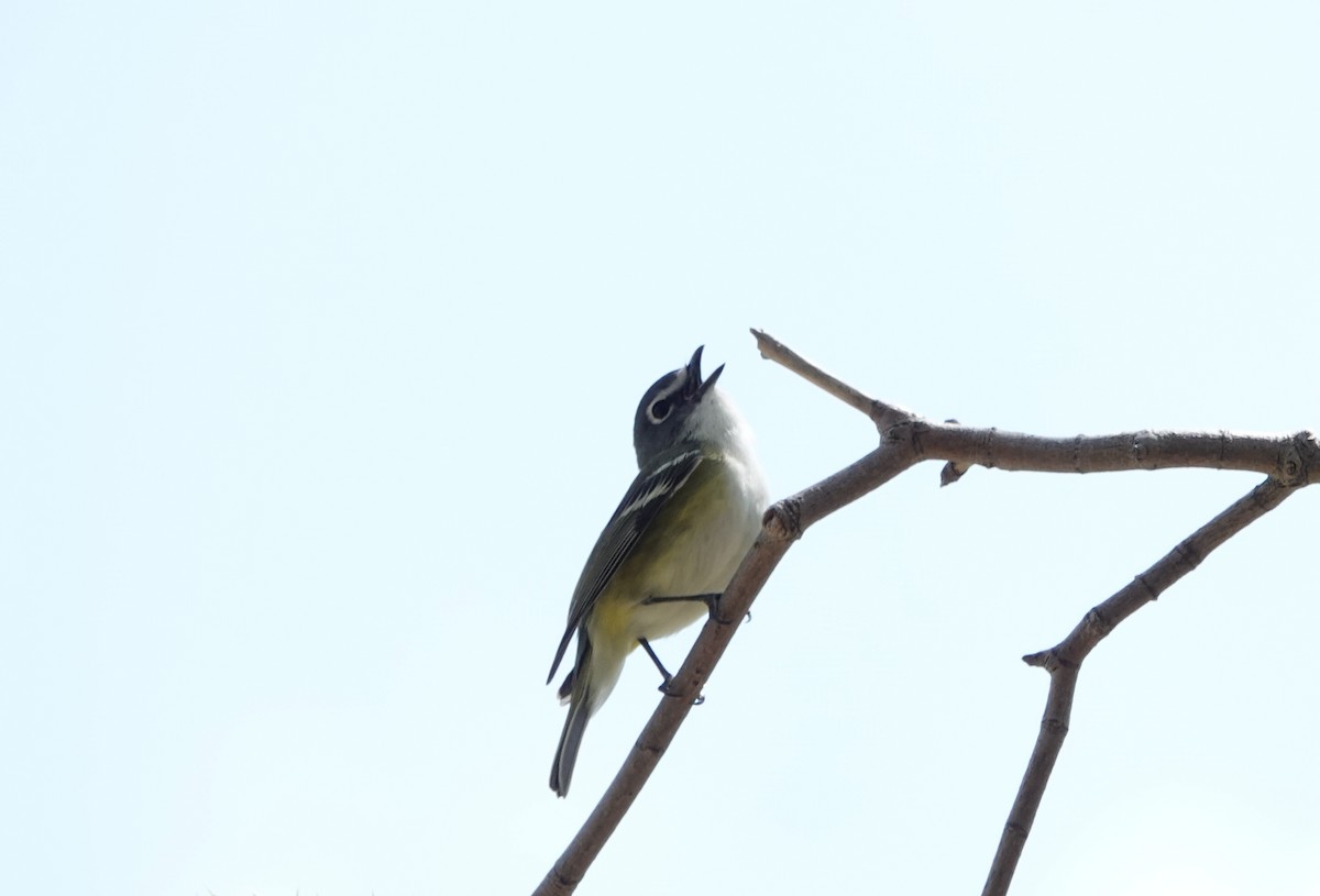 Blue-headed Vireo - Frank Guenther