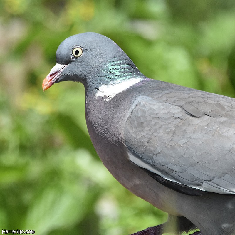 Common Wood-Pigeon - Enric Pàmies